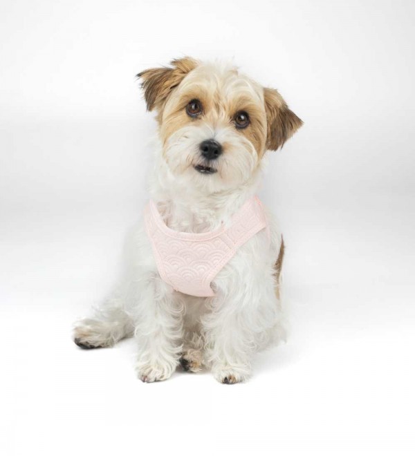 Arnés para perro Fuyi Rosa