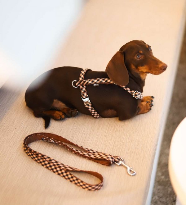 Arnés para perro en H Montserrat