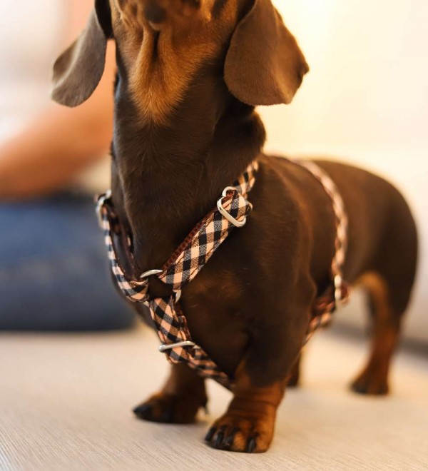 Arnés para perro en H Montserrat