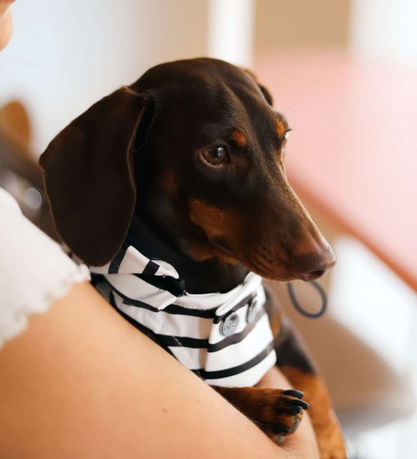 Impermeable para perros Babord Rayas