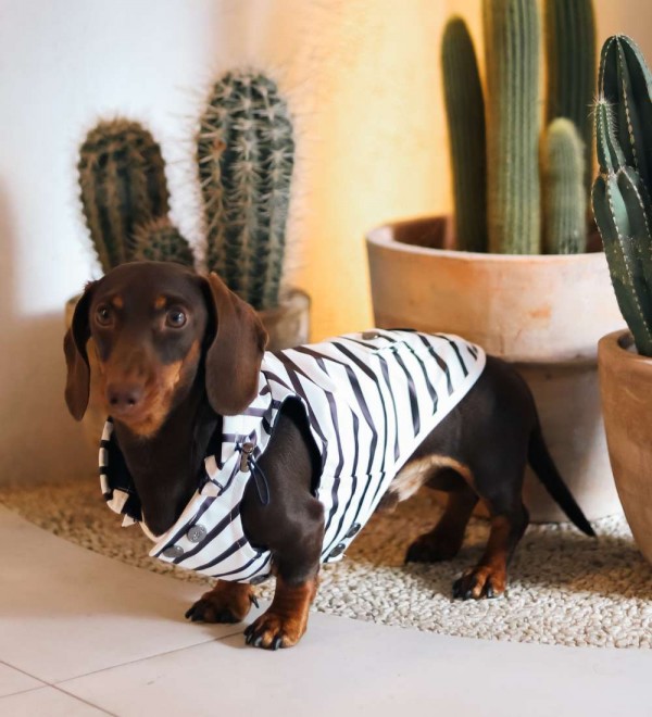 Impermeable para perros Babord Rayas