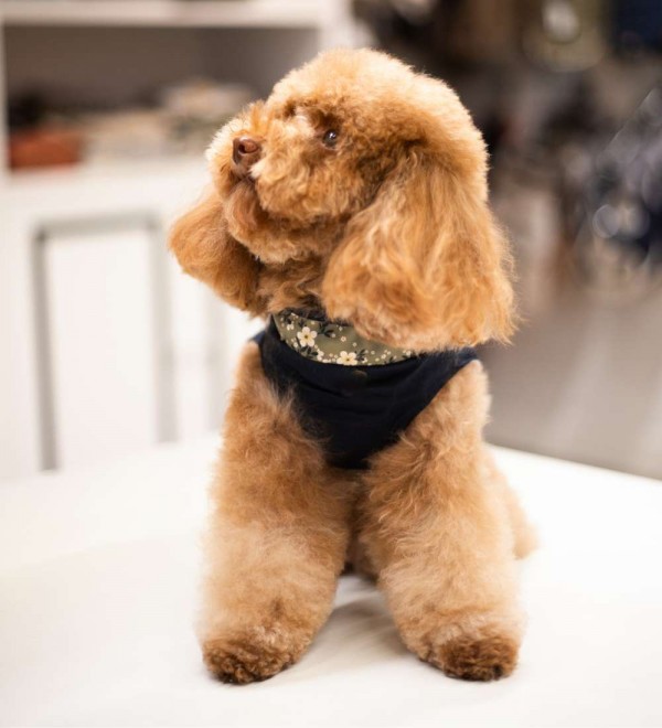 Impermeable con Arnés Mary