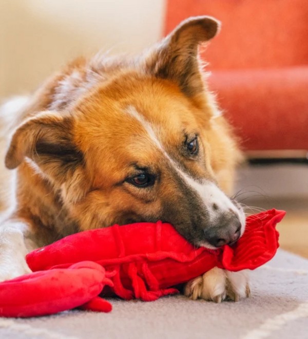 Peluche para perro Lemmy la Langosta