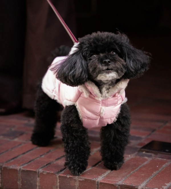 Abrigo para perro Plumas Rosa Bebé