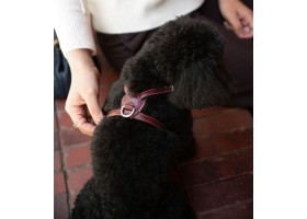Arnés Cuero para Perro - Nuvola Chianti