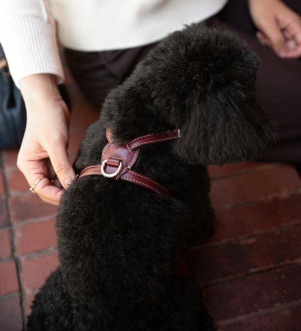 Arnés Cuero para Perro - Nuvola Chianti