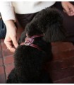 Arnés Cuero para Perro - Nuvola Chianti