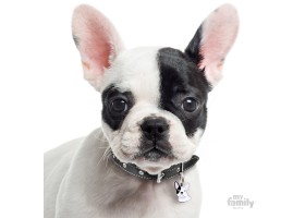 Dog Tag Friends French Bulldog Black and White