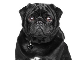 Dog Tag Friends Black Pug