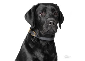 Dog Tag Friends Black Labrador