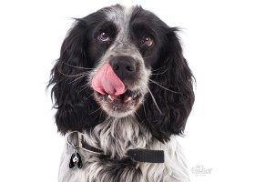 Friends Black and White Cocker Spaniel Badge