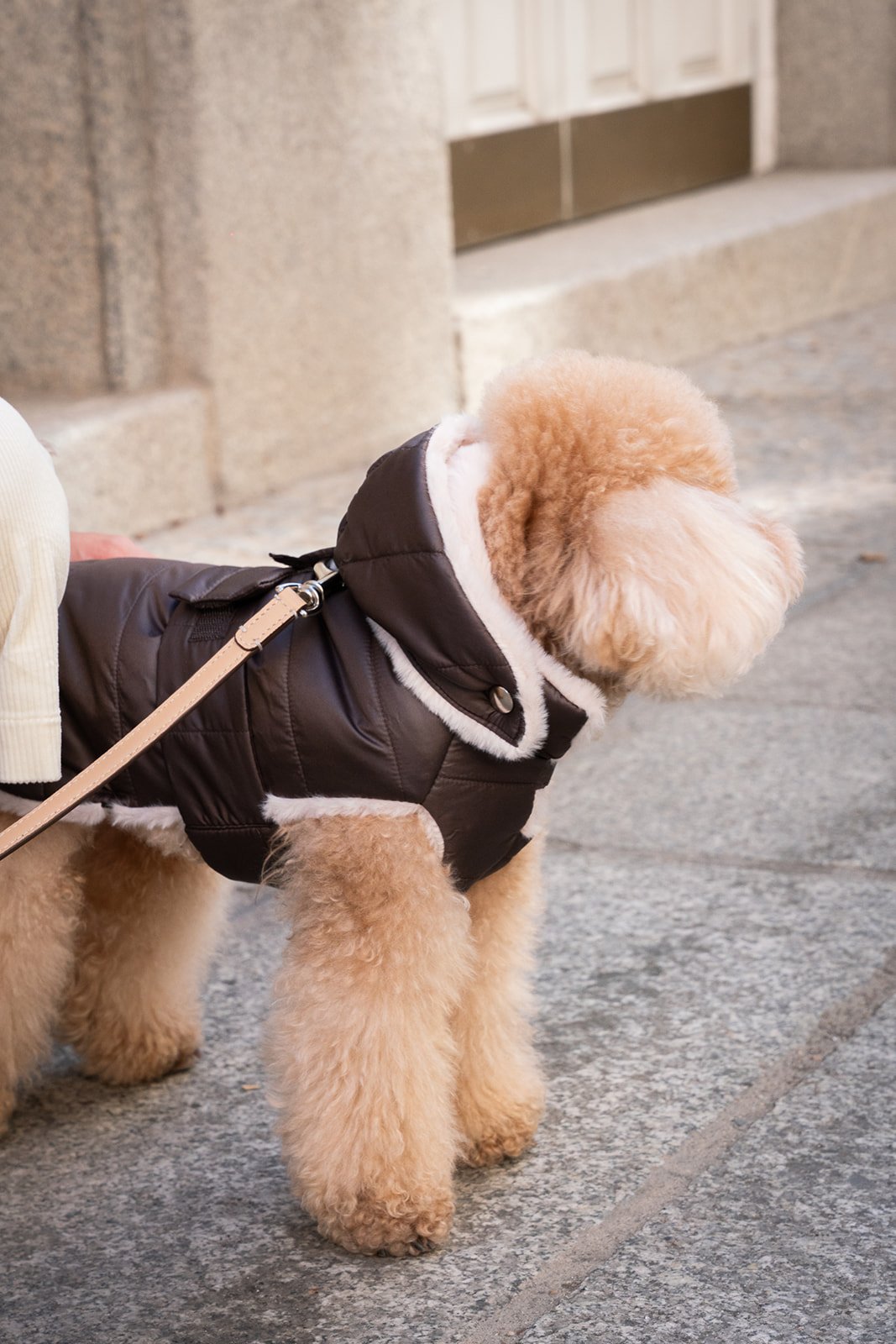 Perro pequeño con abrigo acolchado marrón con forro de borreguito — Mascoboutique