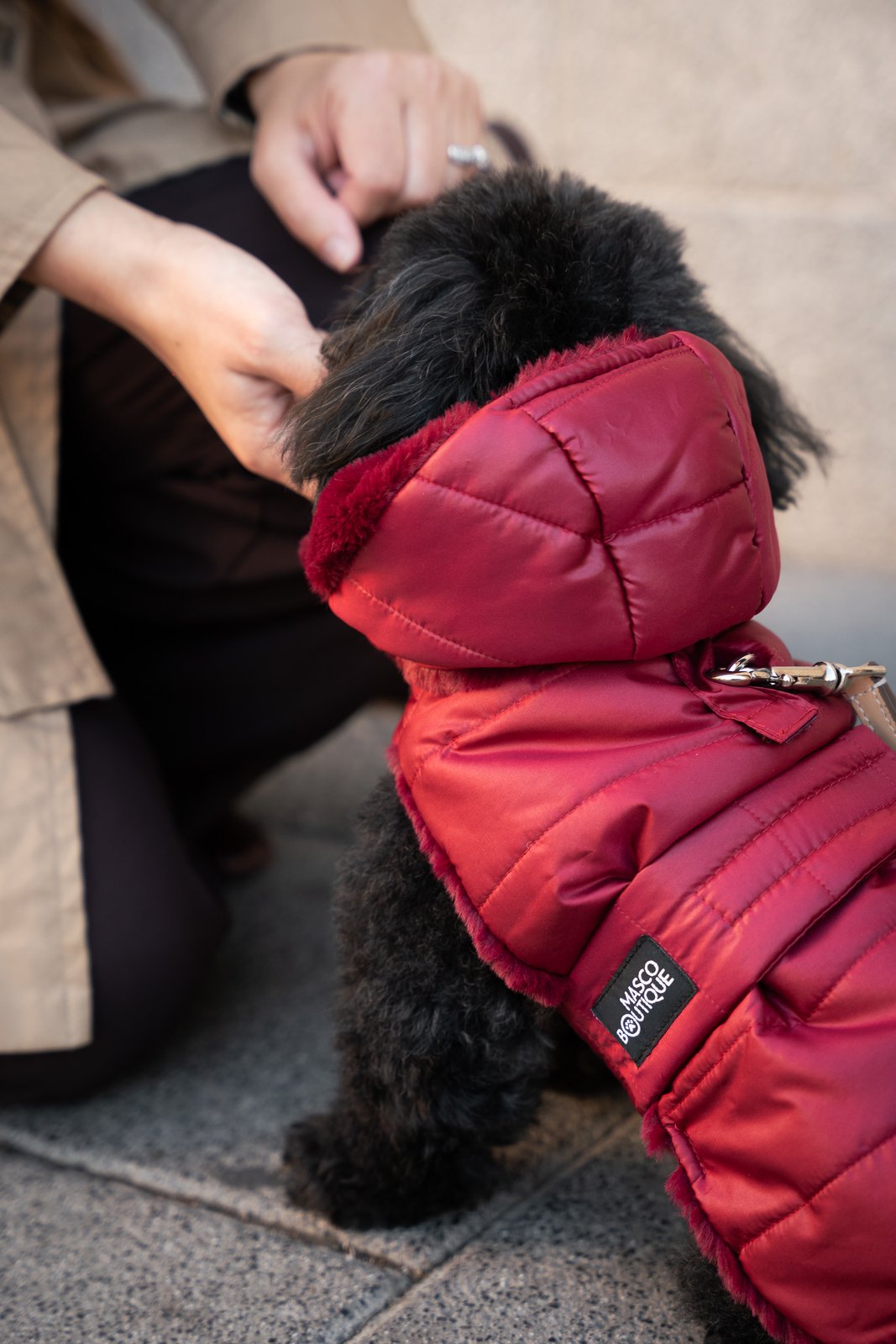 Perro pequeño negro con abrigo acolchado rojo con capucha y forro de pelo — Mascoboutique