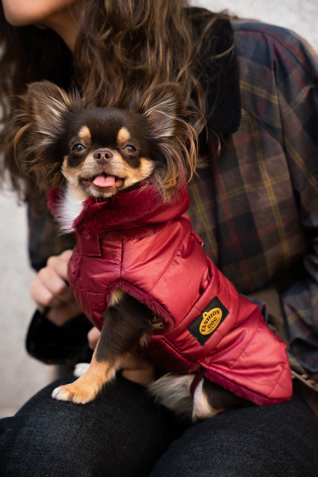 Chihuahua marrón con abrigo de plumas Fashion Dog color burdeos