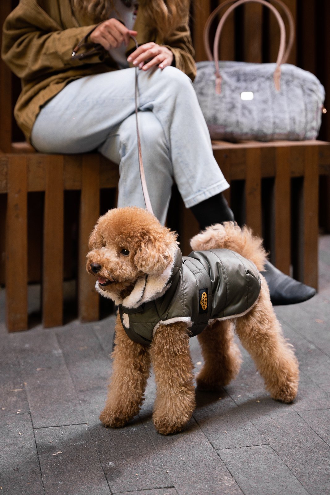Caniche toy marrón claro con abrigo de plumas Fashion Dog color kaki