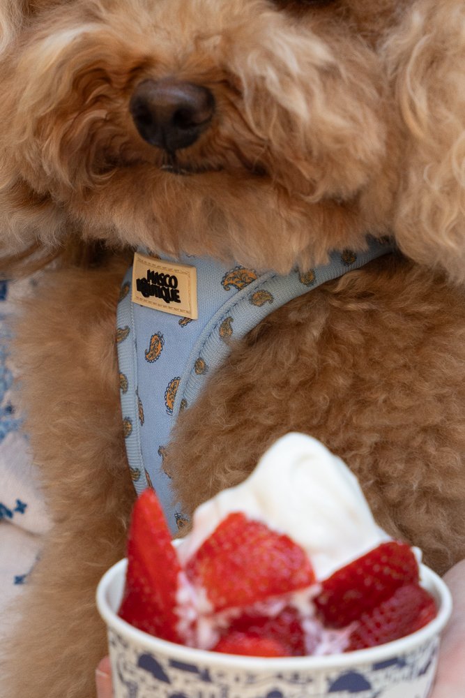 Caniche marrón con arnés body Jaipur azul con estampado paisley — Mascoboutique