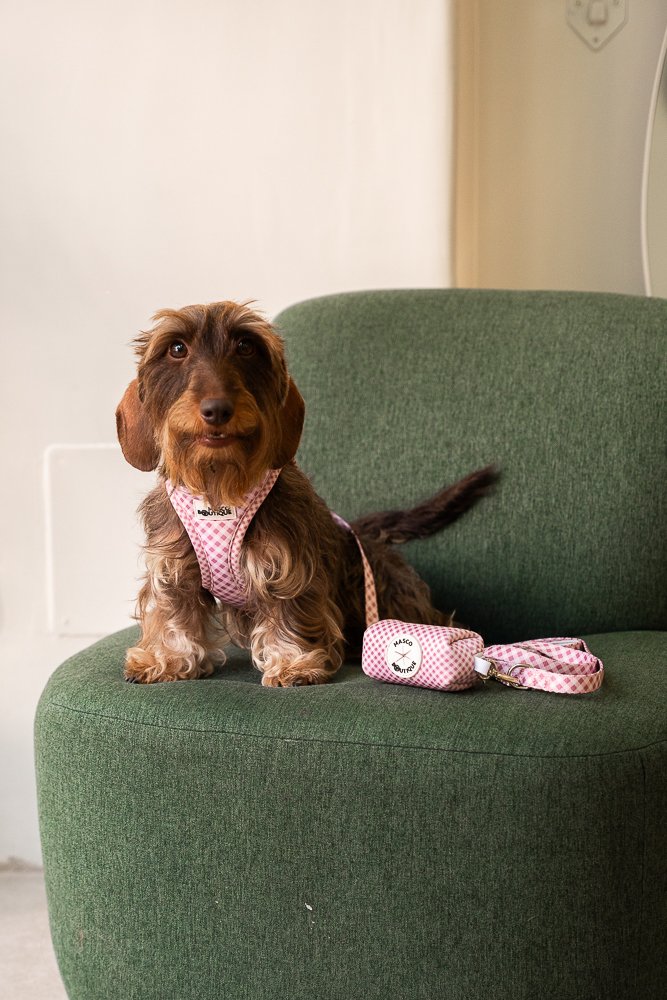 Teckel de pelo duro con conjunto Vichy Lady Pink completo (arnés body, correa y portabolsas) — Mascoboutique
