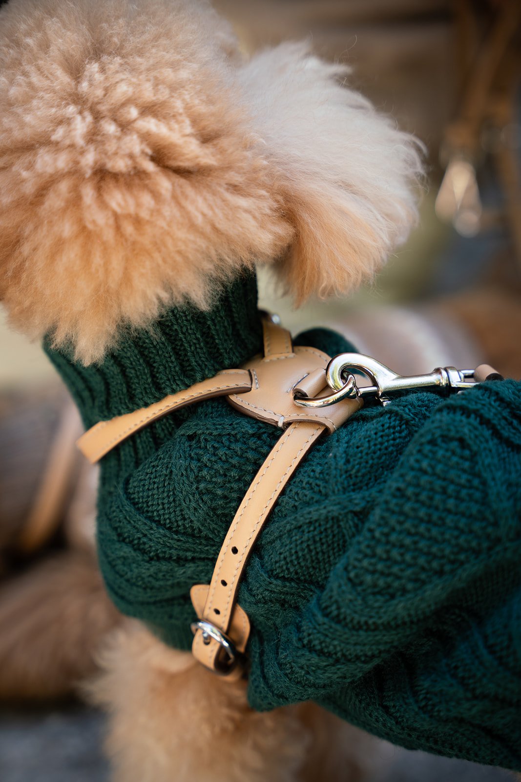 Arnés de cuero camel colocado sobre un jersey de punto verde en un perro pequeño — Mascoboutique