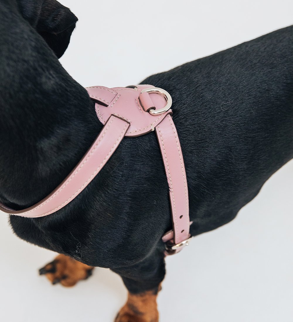 arnes de piel Nuvola para perro pequeño, en H
