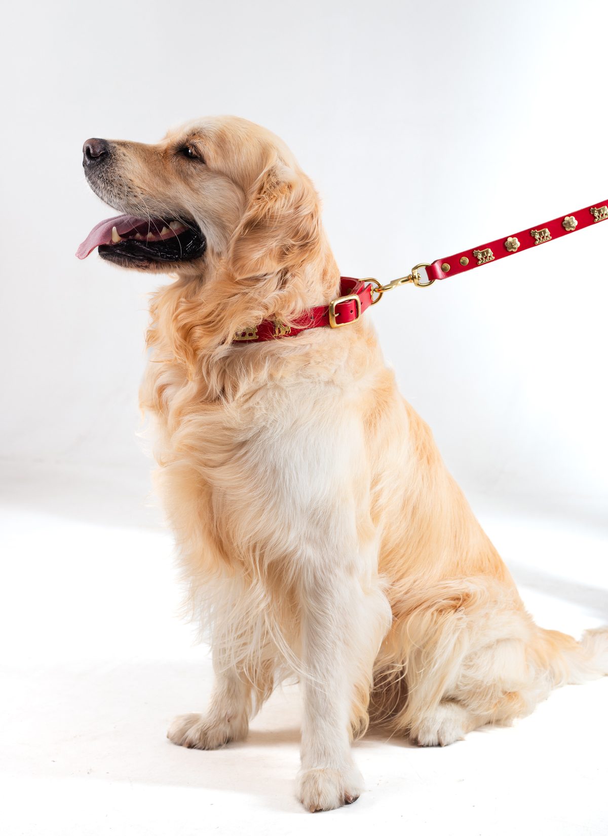 golden retriever with a red leather lead and gold detail — Mascoboutique