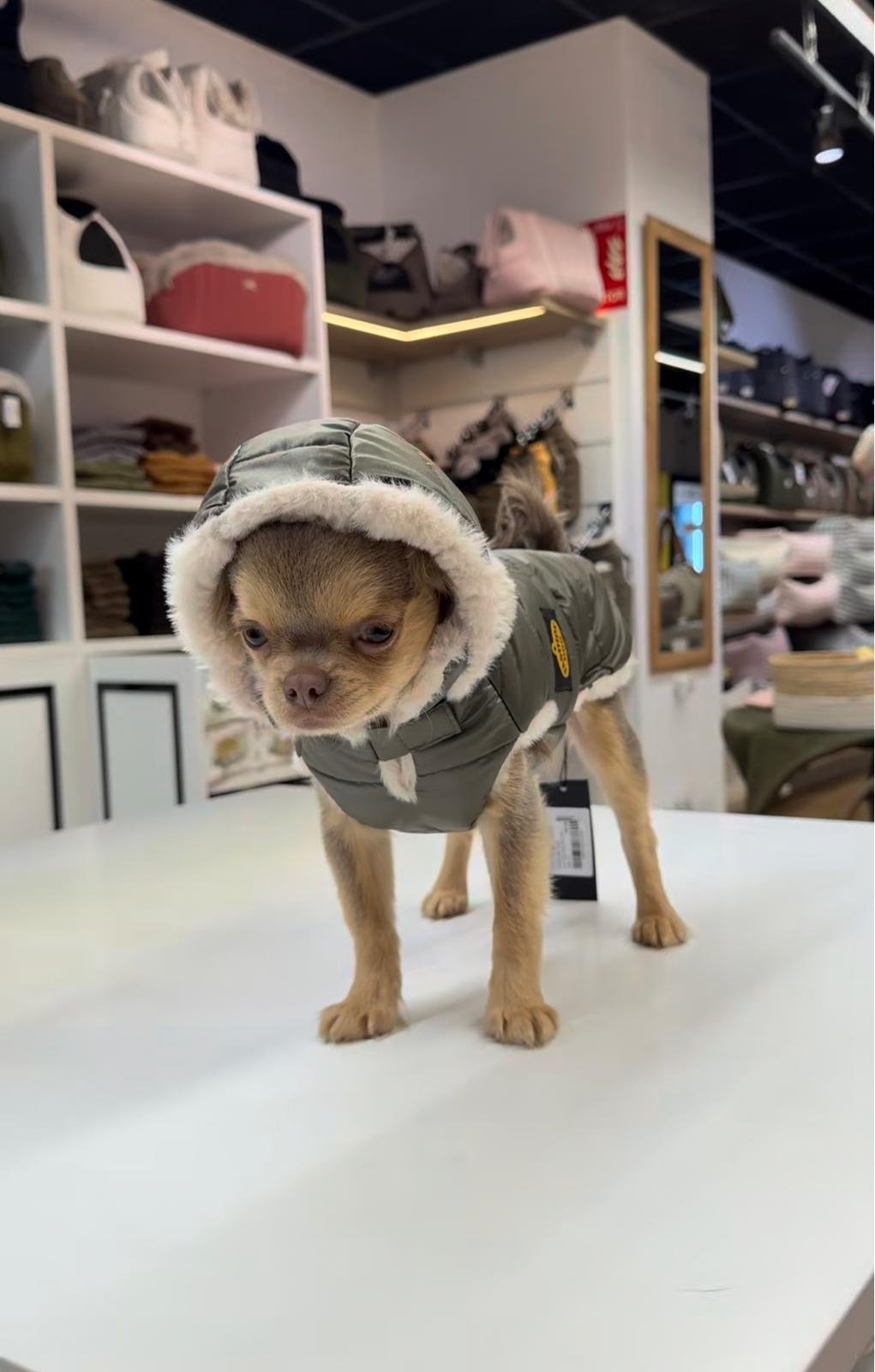 Cachorro de chihuahua con abrigo con capucha en la tienda de Mascoboutique en Madrid
