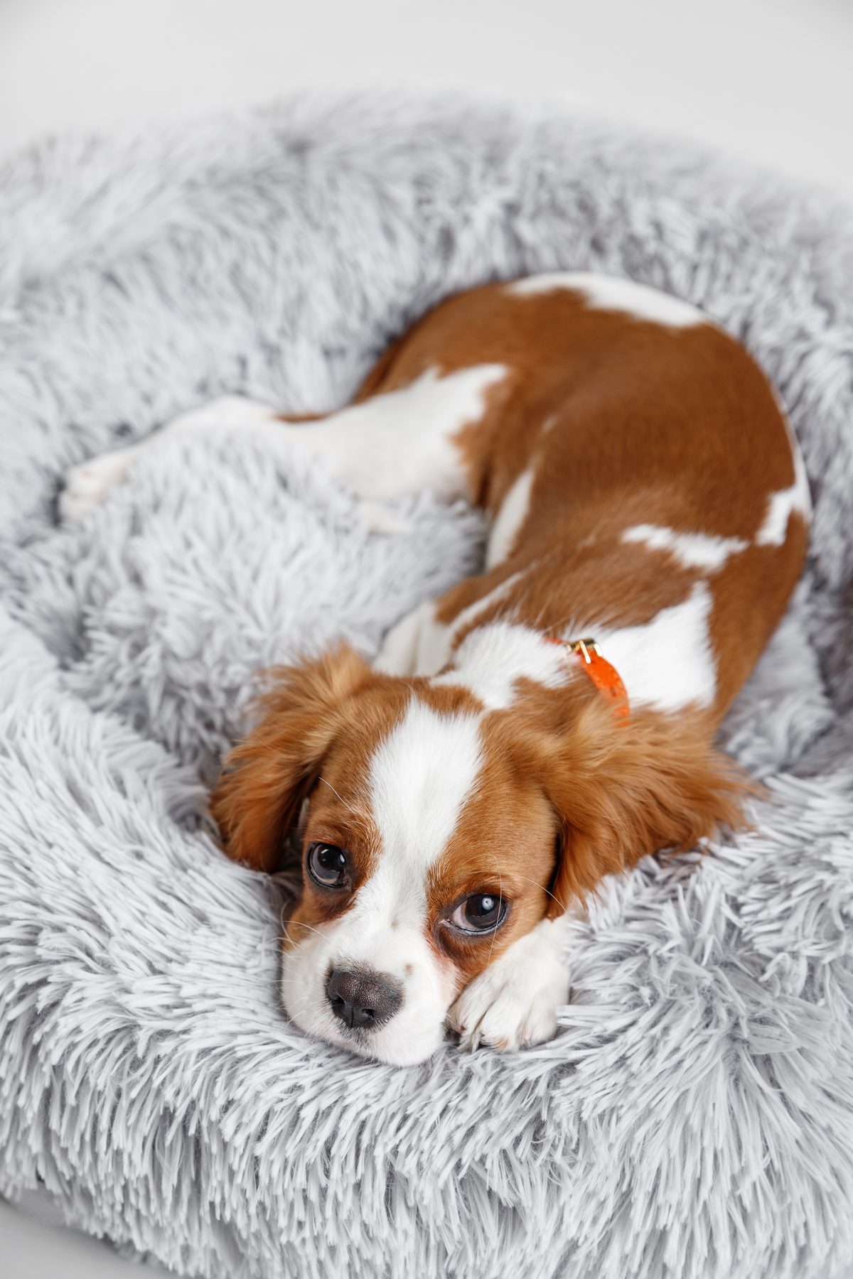 cama antiestrés tipo donut con cachorro Cavalier — Mascoboutique