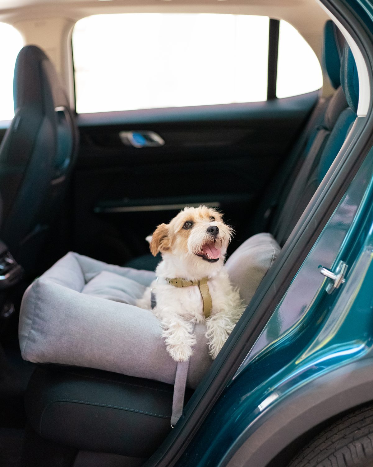 cama de coche para perro pequeño en el asiento trasero — Mascoboutique