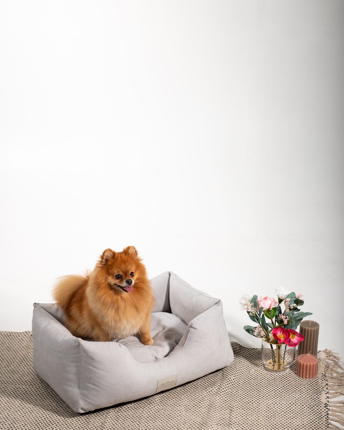 cama para perro beige con Pomerania — Mascoboutique