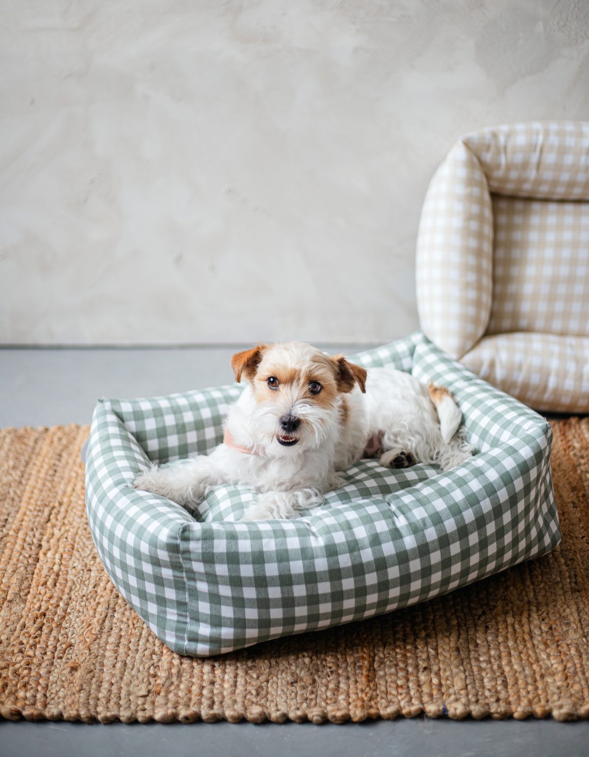 cama tipo sofá vichy con Jack Russell — Mascoboutique