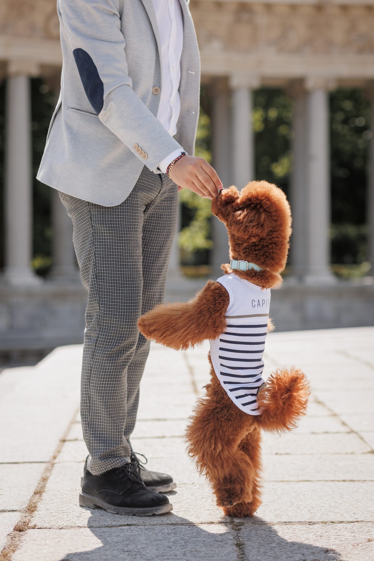 caniche con camiseta marinera Solena de Milk & Pepper en verano — Mascoboutique