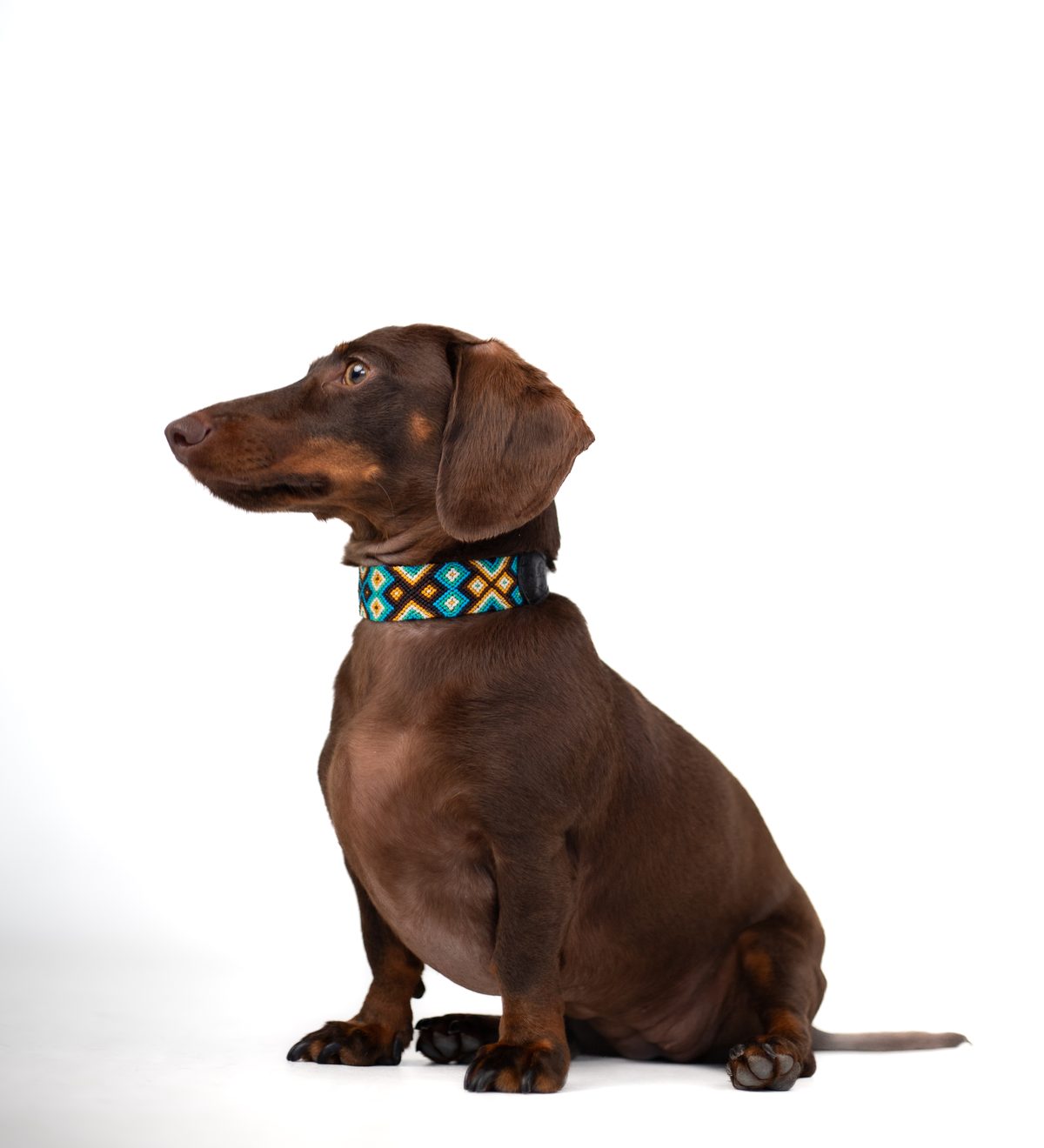 collar de tela con estampado étnico para teckel — Mascoboutique