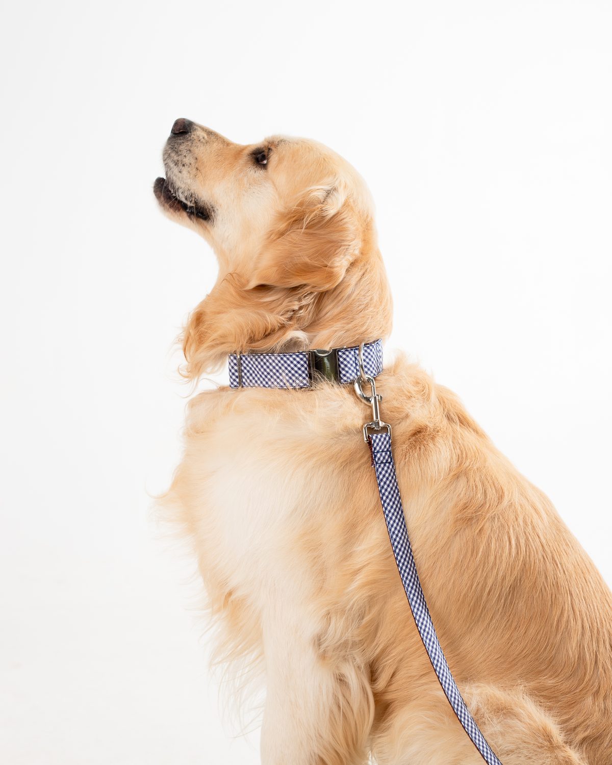 collar vichy azul con cierre de clic para perro — Mascoboutique