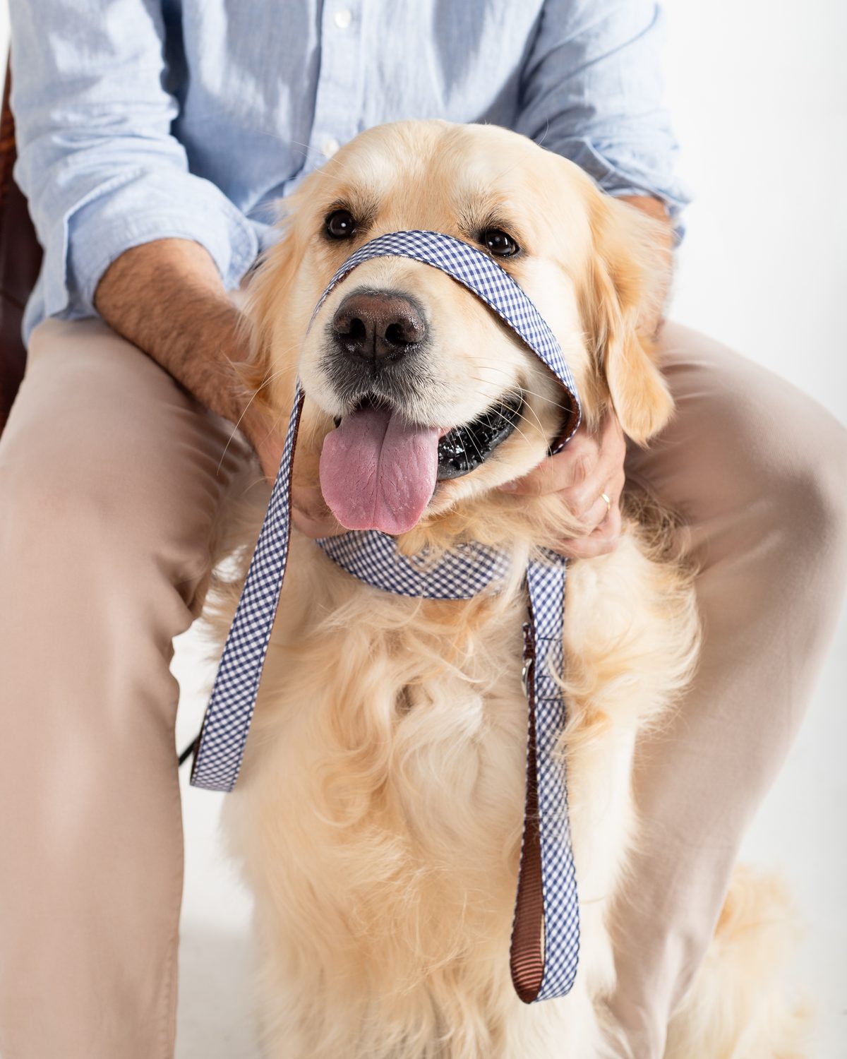 Fresa y Nata blue gingham lead by Magia Mia with golden retriever — Mascoboutique