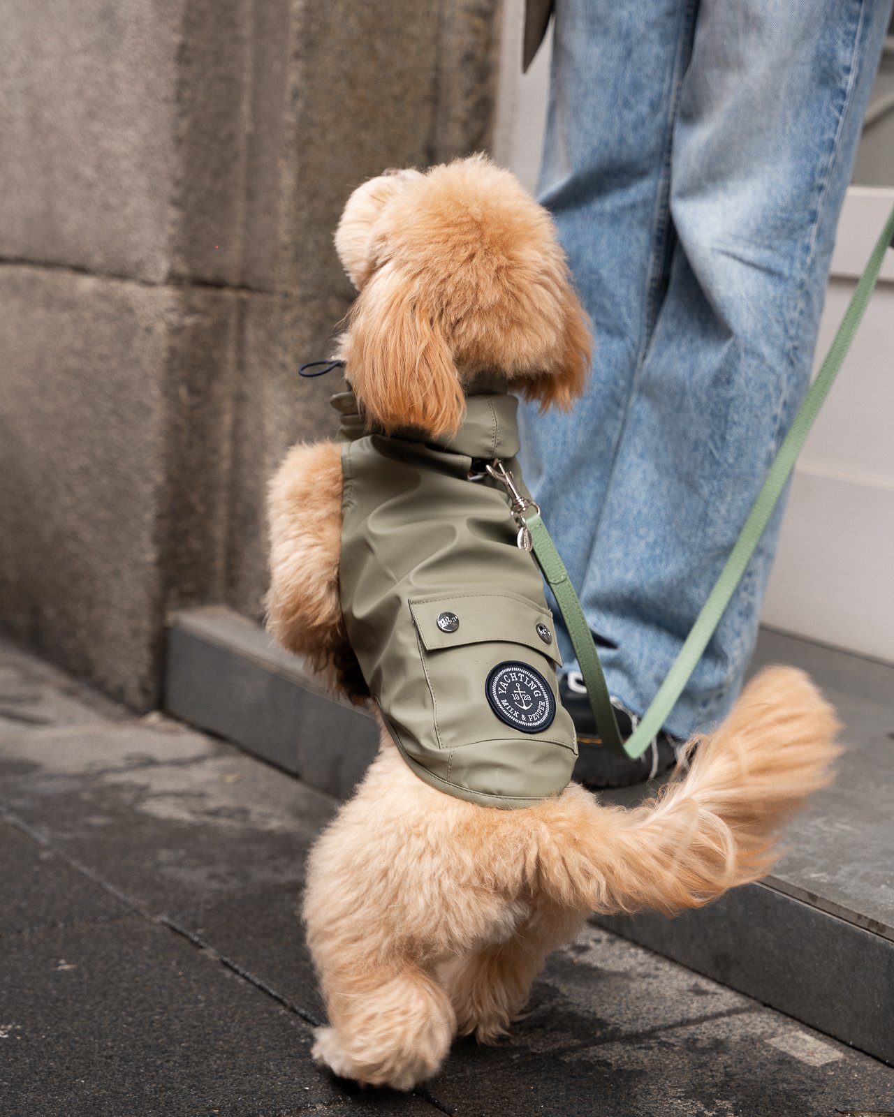 Perro pequeño con impermeable verde caqui con capucha y bolsillo en un paseo urbano — Mascoboutique
