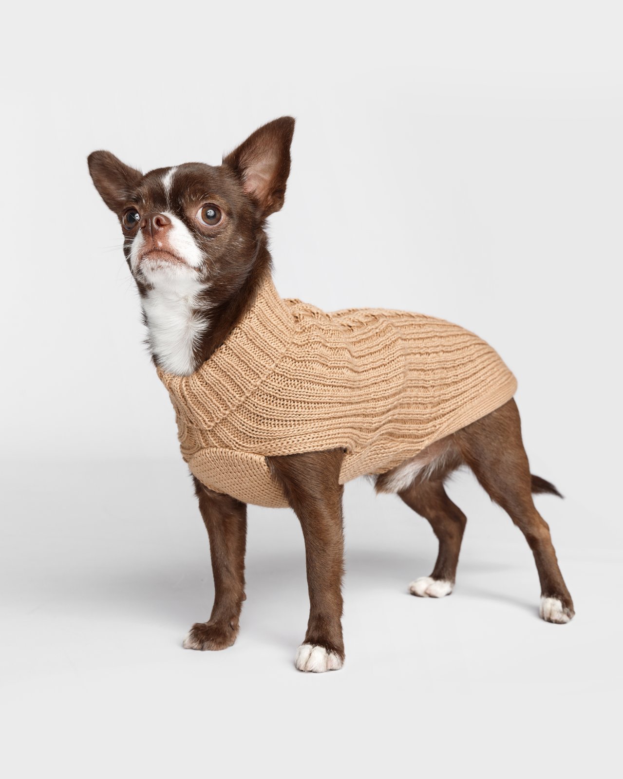 Jersey Trenzado Fashion Dog color camel en chihuahua