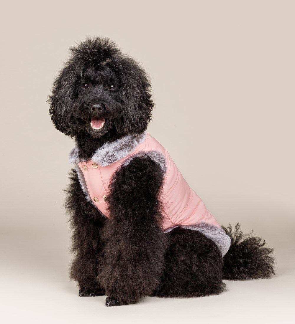 Caniche negro con abrigo de plumas Fashion Dog color rosa