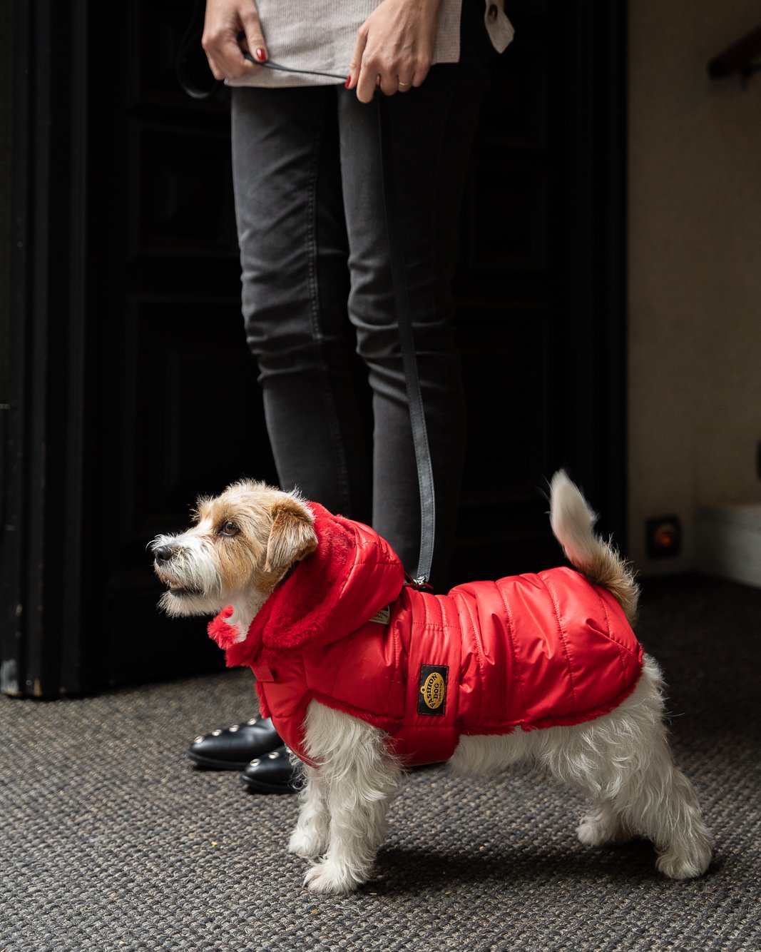 abrigo rojo perro