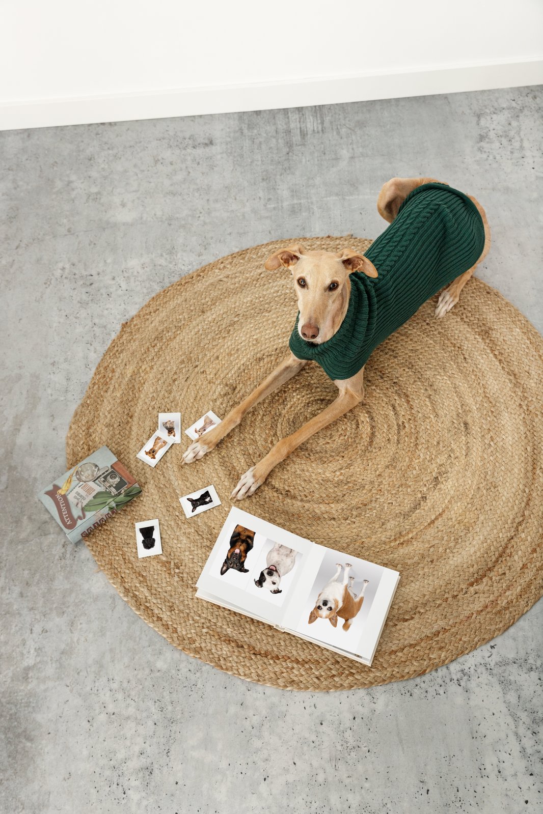 Perra podenca con jersey trenzado verde Fashion Dog sobre alfombra de yute — ropa para perros medianos Mascoboutique 2026