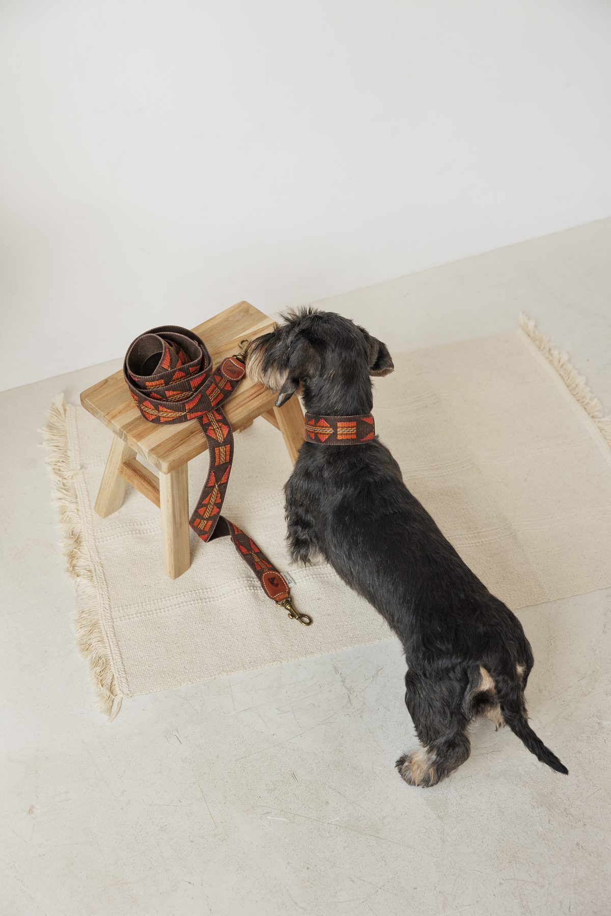 selección de collares para perros — Mascoboutique