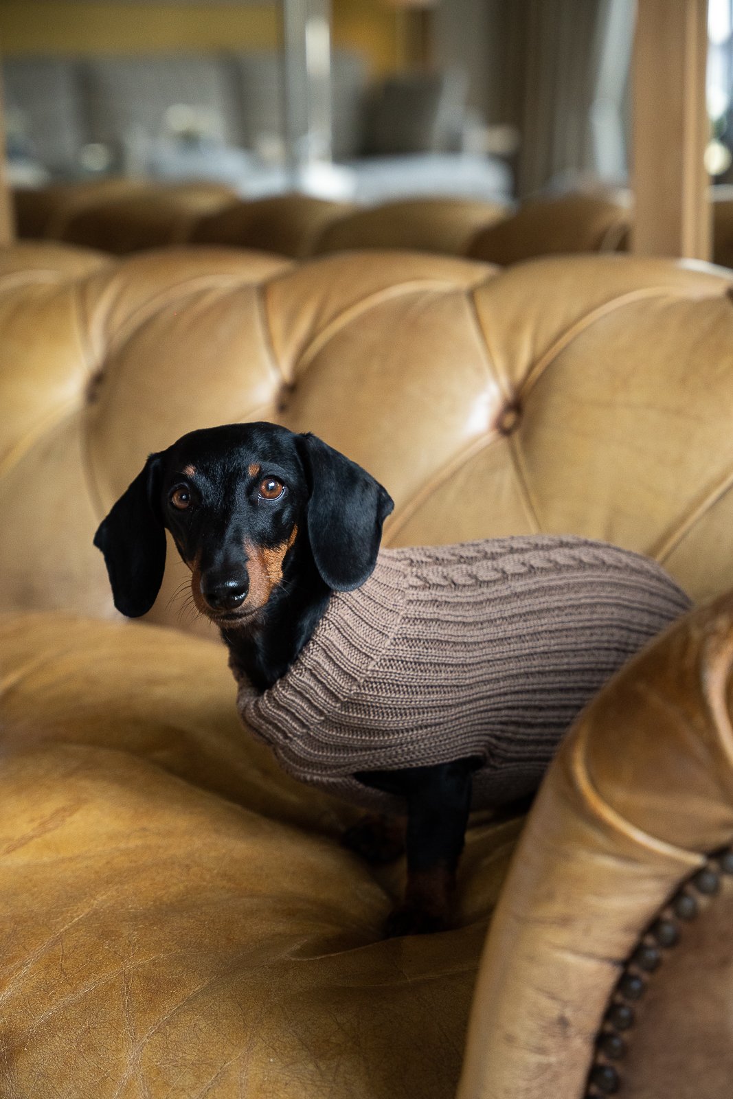 Teckel de pelo corto con jersey trenzado Fashion Dog en color marrón café sobre sillón chester