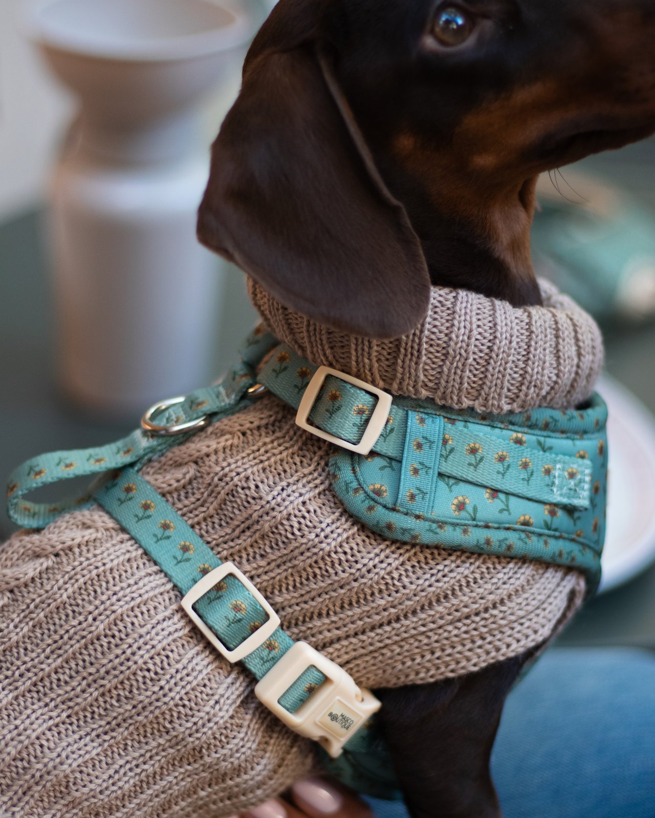 Teckel con jersey de punto beige y arnés estampado de flores por encima — Mascoboutique
