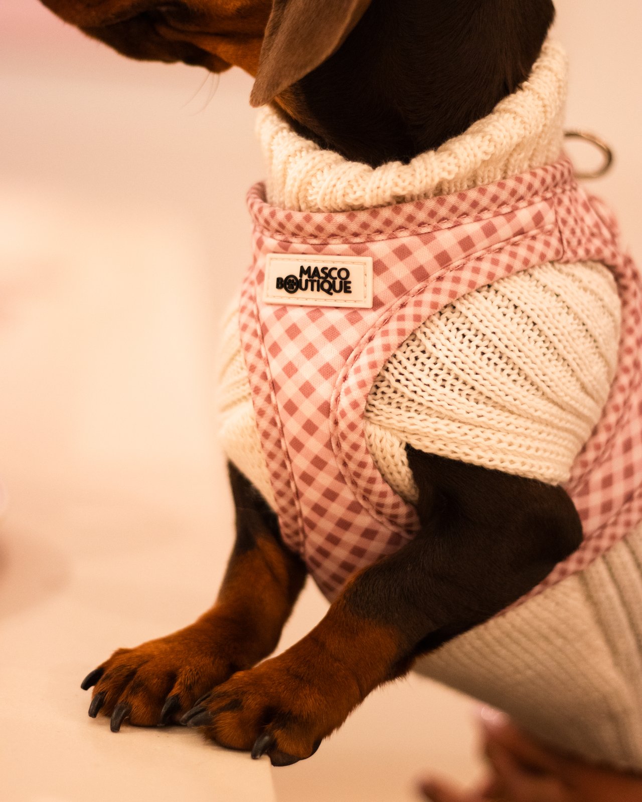 Teckel con jersey de punto crema y arnés vichy rosa — Mascoboutique